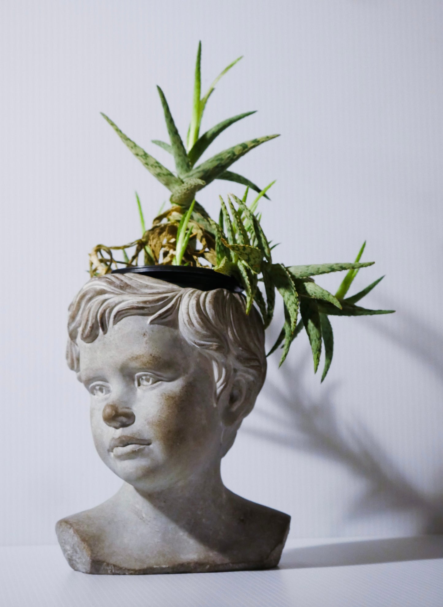 CactusHead White